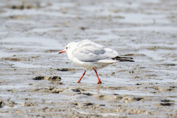 A Graceful Black-Headed Gull Stands Tall on the Shoreline
