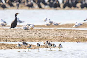 Fototapeta premium Solitary Sandpipers on the Shore of Mai Po Natural Reserve, Hong Kong