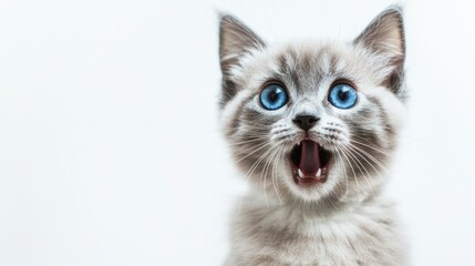 Obraz premium Cute Kitten with Big Blue Eyes