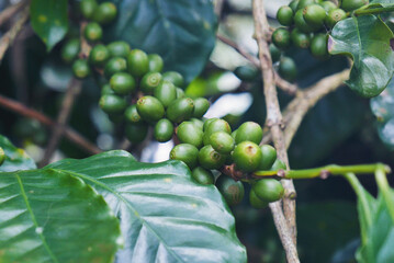Green coffee bean berry plant with sunlight. Fresh raw seed coffee tree growth in eco organic farm morning time. Close up Green seed berries arabica coffee garden. Fresh coffee bean green leaf plant