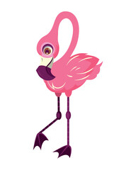 pink flemish bird wild character