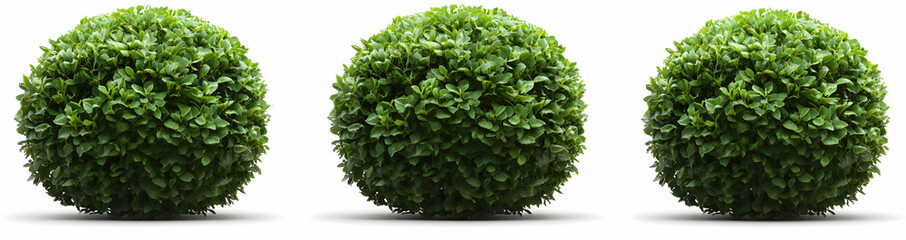 Obraz premium Green Bush Ball Isolated Round Shrub Decorative Foliage Nature Texture