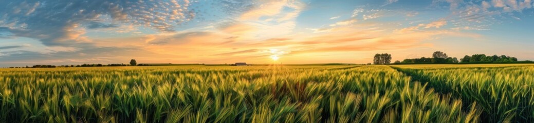 Golden Sunset Over Wheat Field
