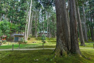 苔むした境内にひっそりと佇む古いお堂の情景