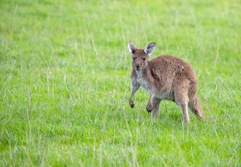 Very cute little wallaby kangaroo is grazing on a green meadow among flowers in Australia, wildlife and beauty in nature