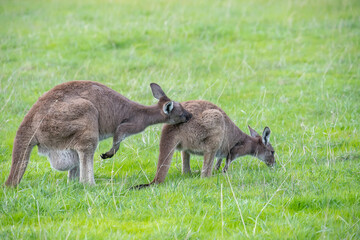 Very cute little wallaby kangaroo is grazing on a green meadow among flowers in Australia, wildlife and beauty in nature