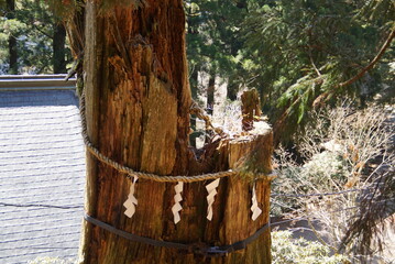 玉置神社・いわれ杉 © Bosporus