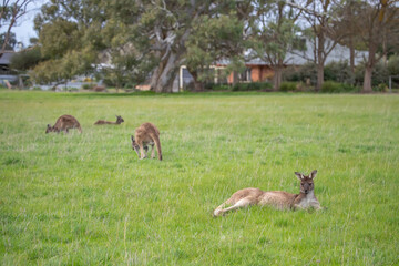 Two cute wallaby kangaroos lie on a green meadow resting, Australia, wildlife and beauty in nature