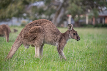 Kangaroos graze on green grass against the backdrop of residential buildings near a human settlement, life in Australia