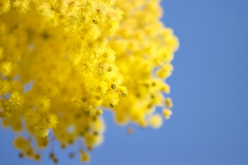 ミモザと青空