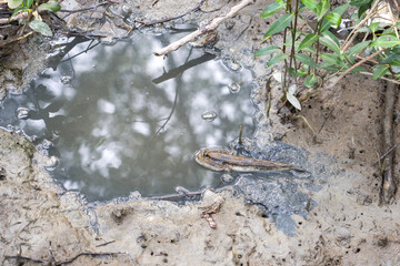 Giant mudskipper - Periophthalmodon schlosseri on the muddy ground and its habitat hole in that area located in the mangrove ecosystem of Samut Songkhram Thailand.