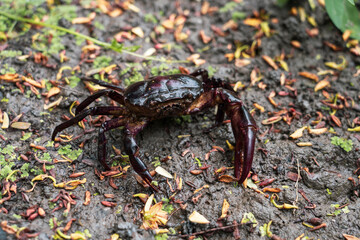 A male Freshwater crab Ricefield crabs - Somanniathelphusa walks on the wet ground in the rice fields after a rain.