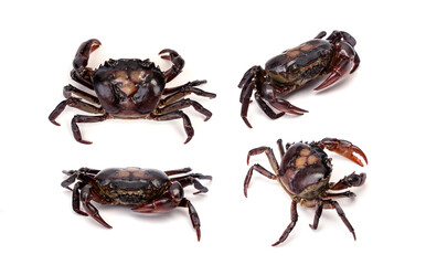 Set Female Freshwater crab Ricefield crabs - Somanniathelphusa isolated on white background.