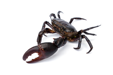 Male Freshwater crab Ricefield crabs - Somanniathelphusa isolated on white background.
