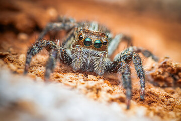 A Jumping spider on tree bark.