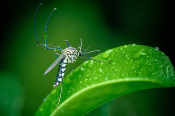 Mosquito on green leaf with water droplets.