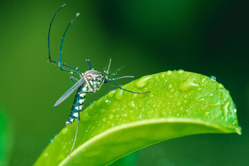 Mosquito on green leaf with water droplets.