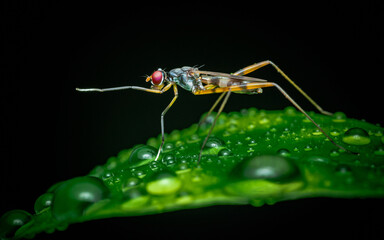 Stilt legged fly on green leaf with water droplets.