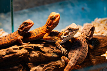 Three lizards are laying on a log in a tank. The lizards are brown and black