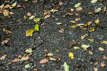 A cracked sidewalk with leaves scattered on it. The leaves are brown and yellow, and they are scattered all over the ground