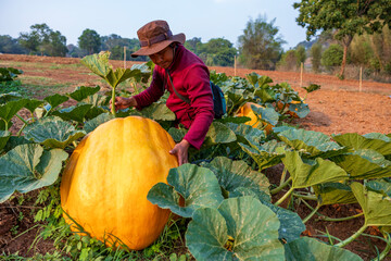 Farmer is attempting to grow giant atlantic pumpkin for the market contest display during fall and autumn harvest halloween season for world record statistics