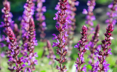 Obraz premium Floral background of lavender blooming in a field, on a sunny summer day, outdoors. Calm bright and relaxing natural landscapes