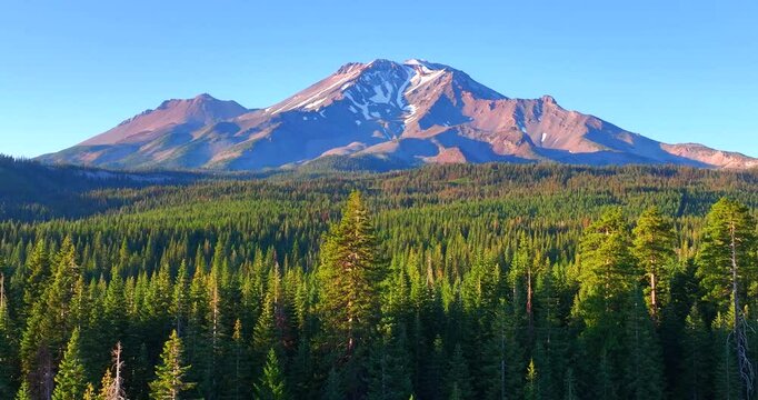 Towering Evergreen Trees and Mt Shasta Peak in the Distance