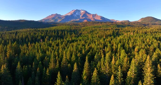 Flying over Lush Green Forest Toward Mt Shasta Peak 
