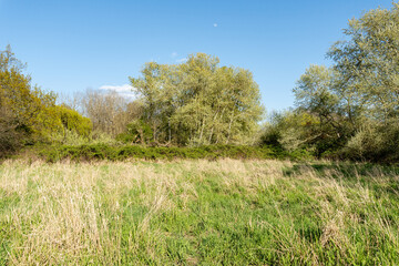 wild field meadow and grove on the outskirts of the city abandoned park spring background with copy-space