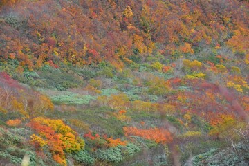 雨飾山の紅葉
