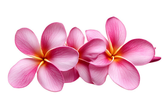 Tropical flowers frangipani (plumeria) isolated on transparent png