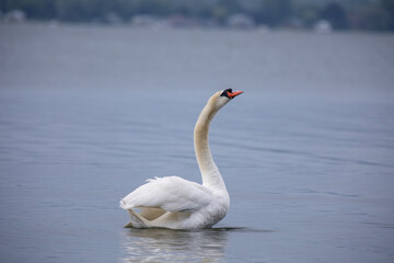A mute swan posing in a bay off of Lake Ontario.