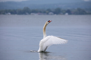 A mute swan posing in a bay off of Lake Ontario.