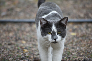 Serious male grey and white cat walking towards viewer.