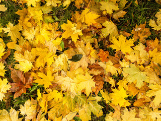 Background of wet fallen yellow, green and brown maple leaves