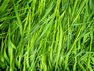 Wet grass after rain. Beautiful green grass leaves texture with rain drops