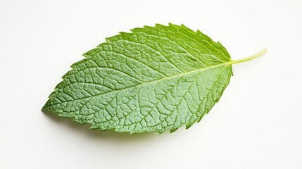 Obraz premium Mint leaf isolated. Fresh mint on white background. Mint leaf. Full depth of field. Perfect not AI mint leaf