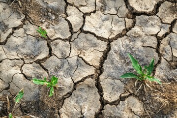 Document a parched, cracked earth with dying vegetation to illustrate the impact of prolonged drought. 