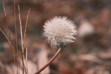 가을의 민들레 씨앗