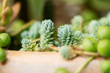Fototapeta premium Cactus and Succulents 