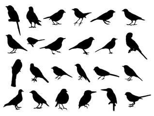 big set of birds silhouettes vector illustration.