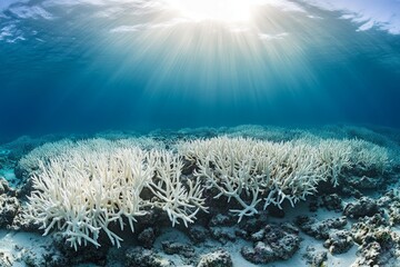 Photograph a coral reef with bleached, dying corals and affected marine life to showcase the impact of ocean warming. 