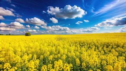 Obraz premium Vibrant rapeseed field in full bloom under a bright blue sky, agriculture, landscape, farm, yellow flowers, crop, nature