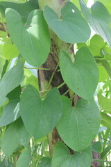 Dioscorea bulbifera plant on farm