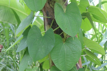 Dioscorea bulbifera plant on farm