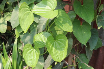 Dioscorea bulbifera plant on forest