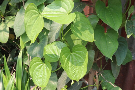 Dioscorea bulbifera plant on forest