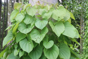 Dioscorea bulbifera plant on forest