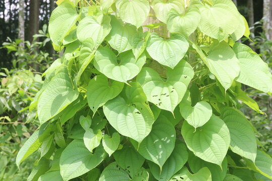 Dioscorea bulbifera plant on forest