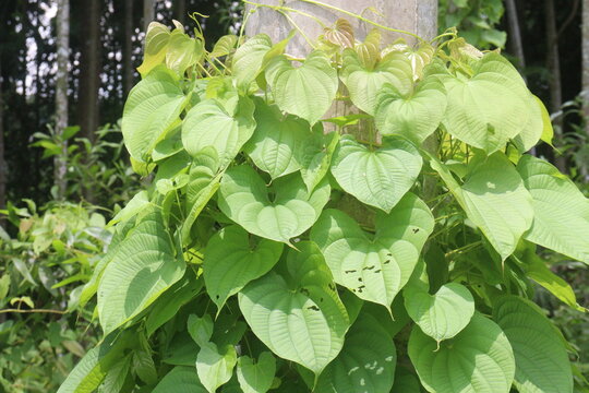 Dioscorea bulbifera plant on forest